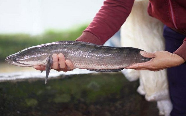 Mơ thấy cá lóc mắc cạn là sao