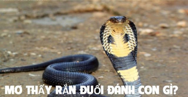 Mộng thấy rắn đuổi cho thấy bạn đang cố gắng chạy trốn vấn đề nào đó Mộng thấy rắn đuổi cho thấy bạn đang cố gắng chạy trốn vấn đề nào đó